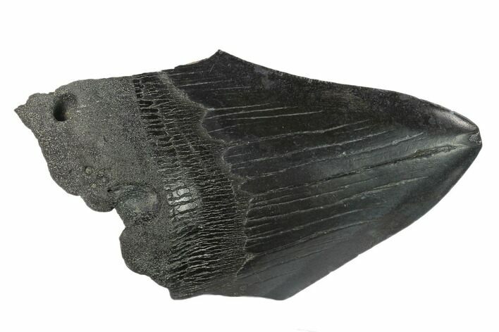 Partial Fossil Megalodon Tooth - South Carolina #133164